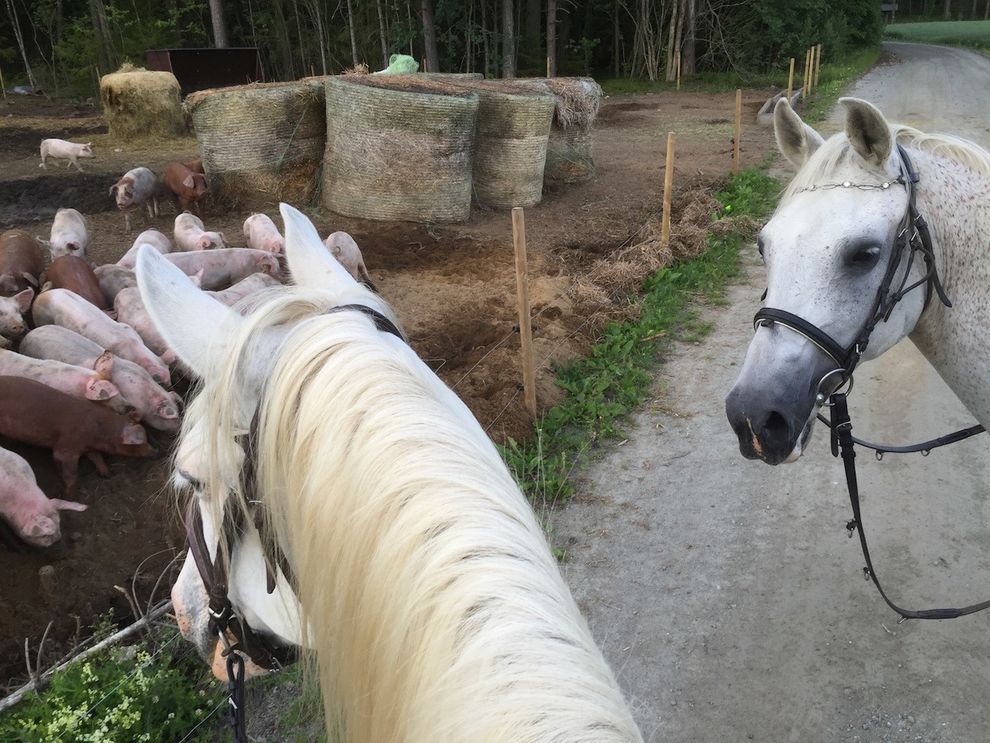 horsebackriding white horsespigs 