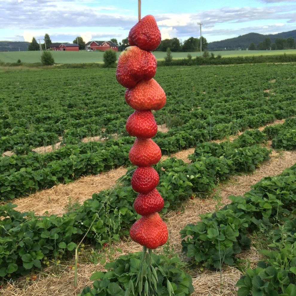 strawberry on a straw