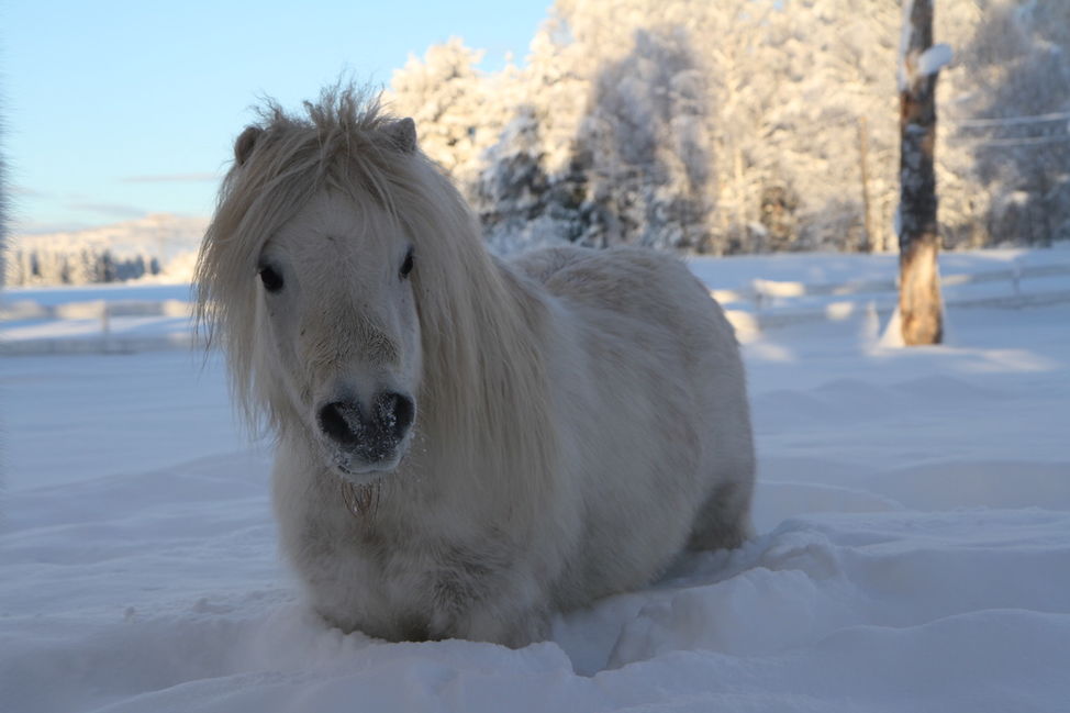 white pony snow cute 