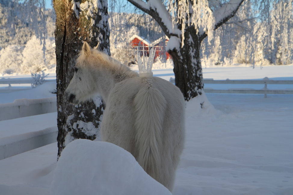 ice crown horse snow