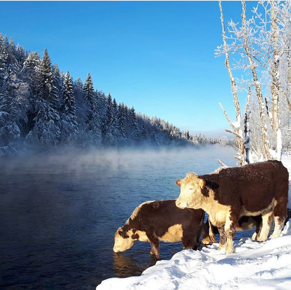 cow cattle bathing snow ice river winter 