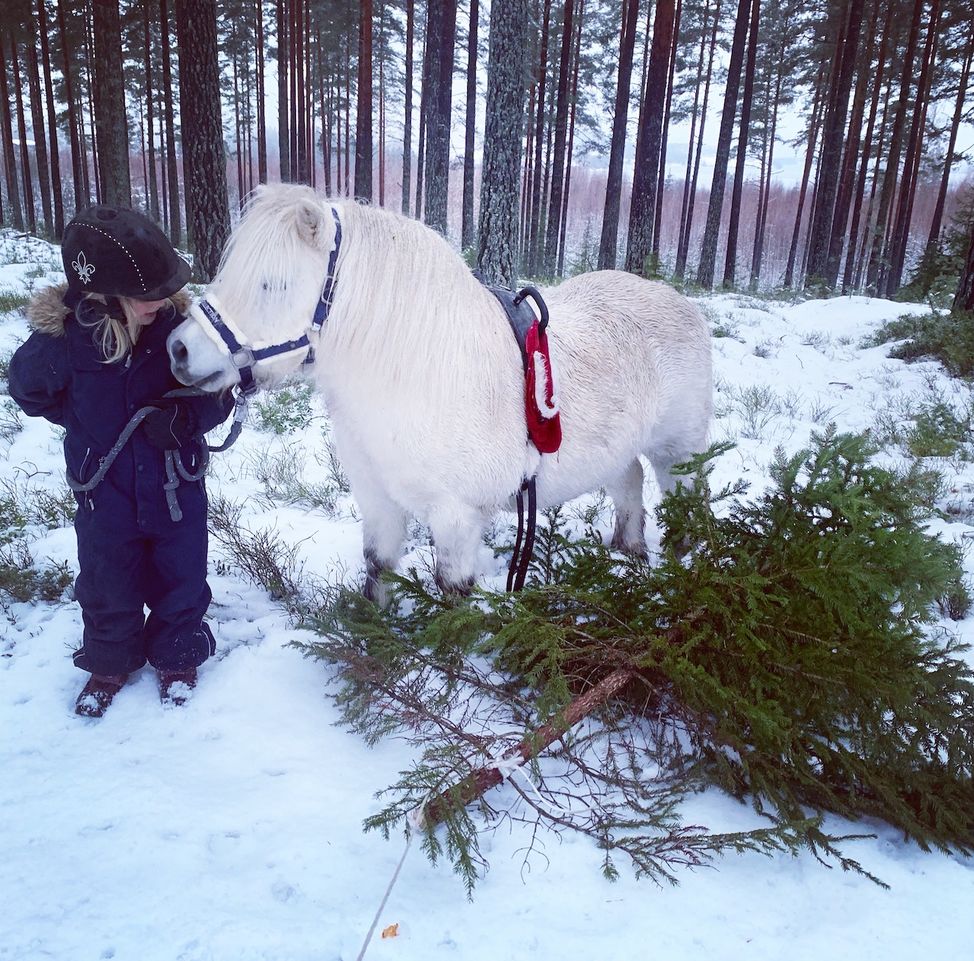 hest juletre