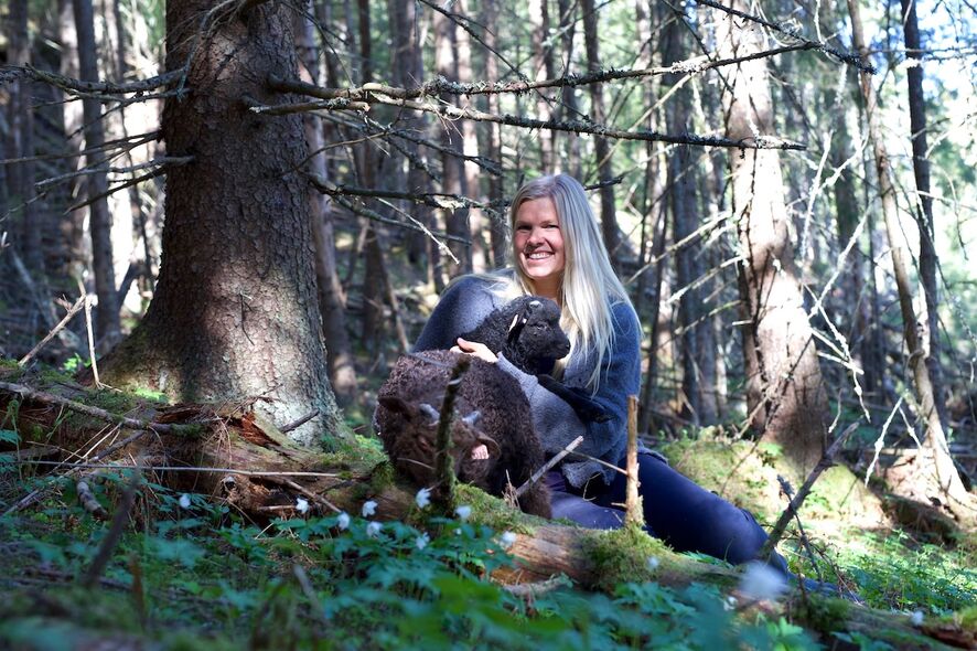 Lam i skogen 