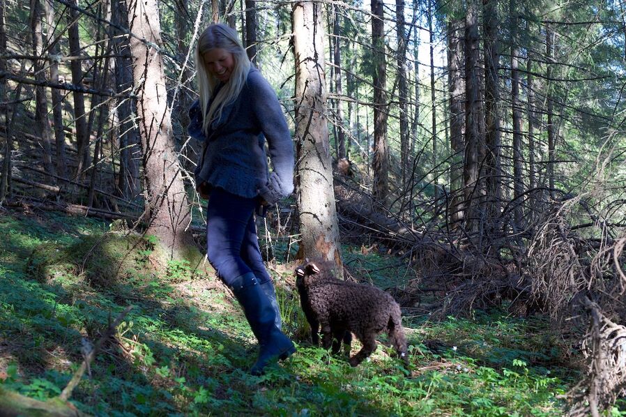 lam i hvitveisskogen eventyr lamb forest 