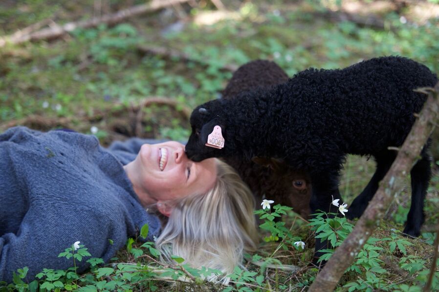 lam i hvitveisskogen eventyr lamb forest 