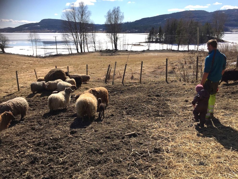 sheep lamb farm sun 