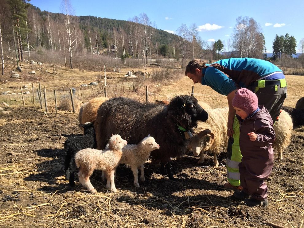 sheep lamb farm sun kid girl