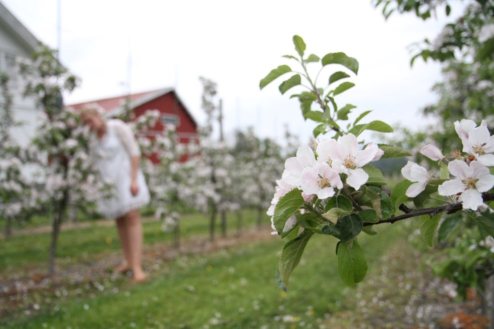 apple tree blooming girl