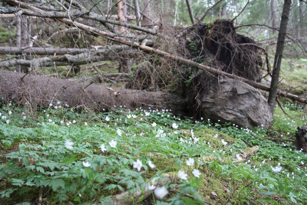 white flowers in the forest