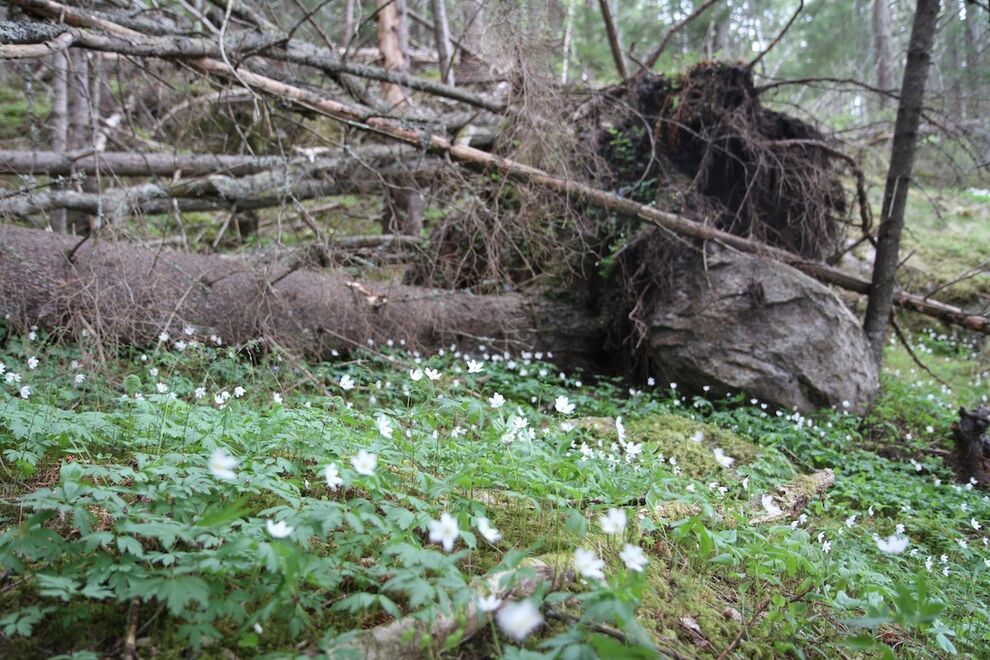 white flowers in the forest