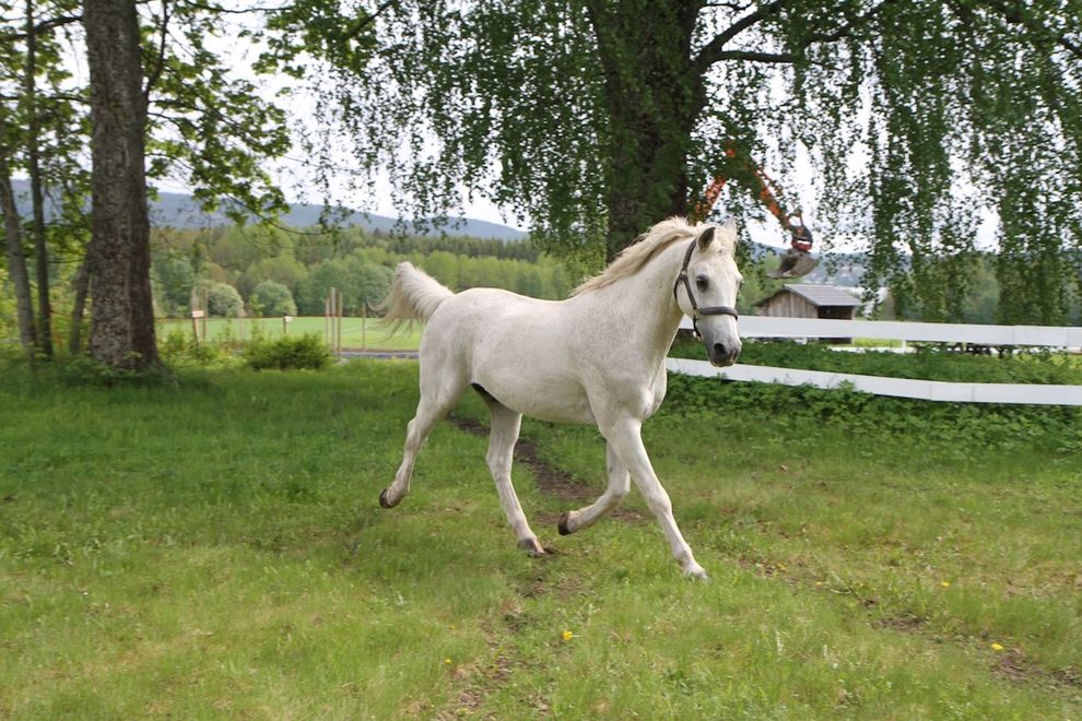 white horse