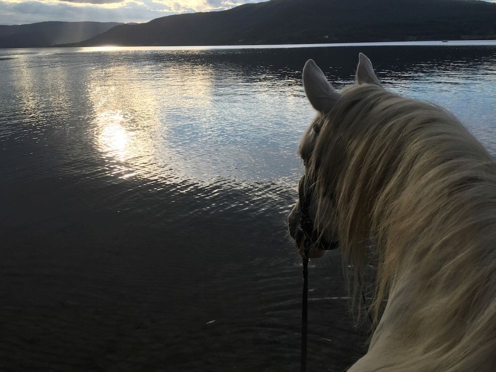 swin with white horses