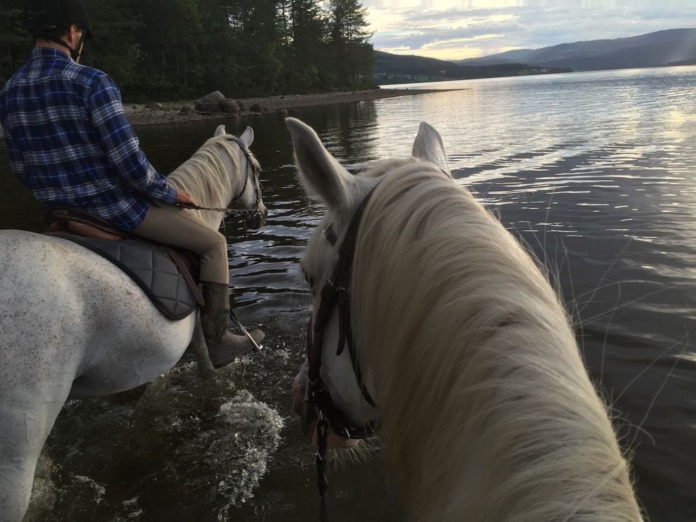 swim with horses