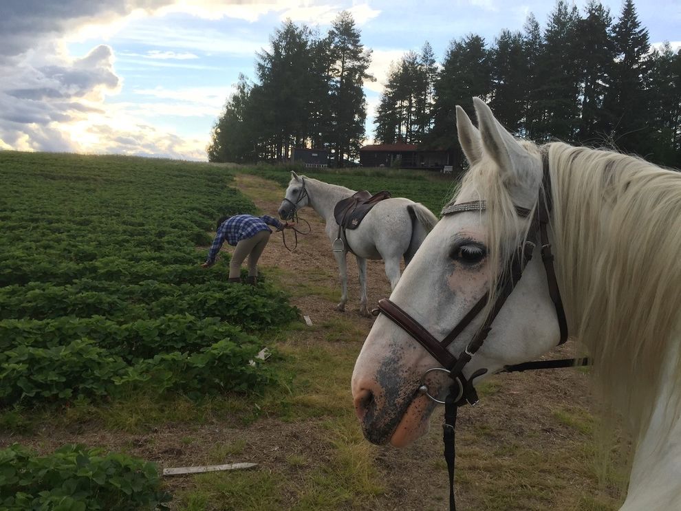 horsebackriding white horses strawberry fields
