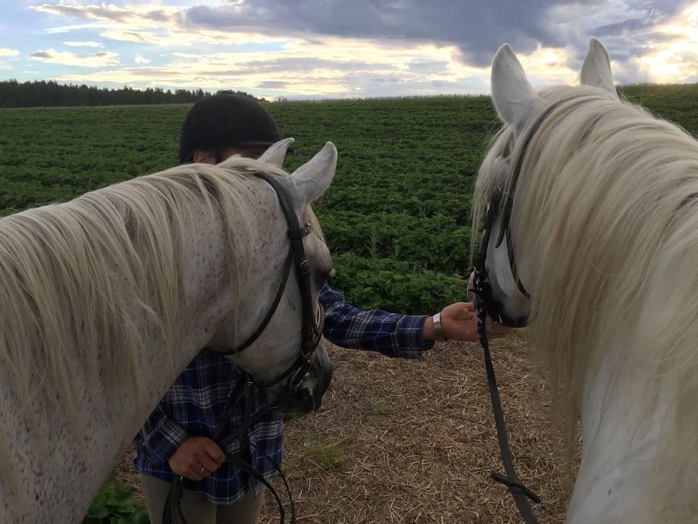 horsebackriding white horses strawberry fields