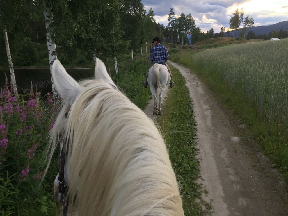 horsebackriding white horses strawberry fields