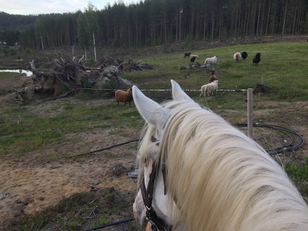 horsebackriding white horses sheeps