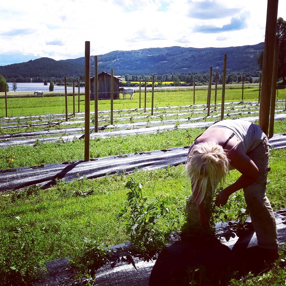 weeding rasberries