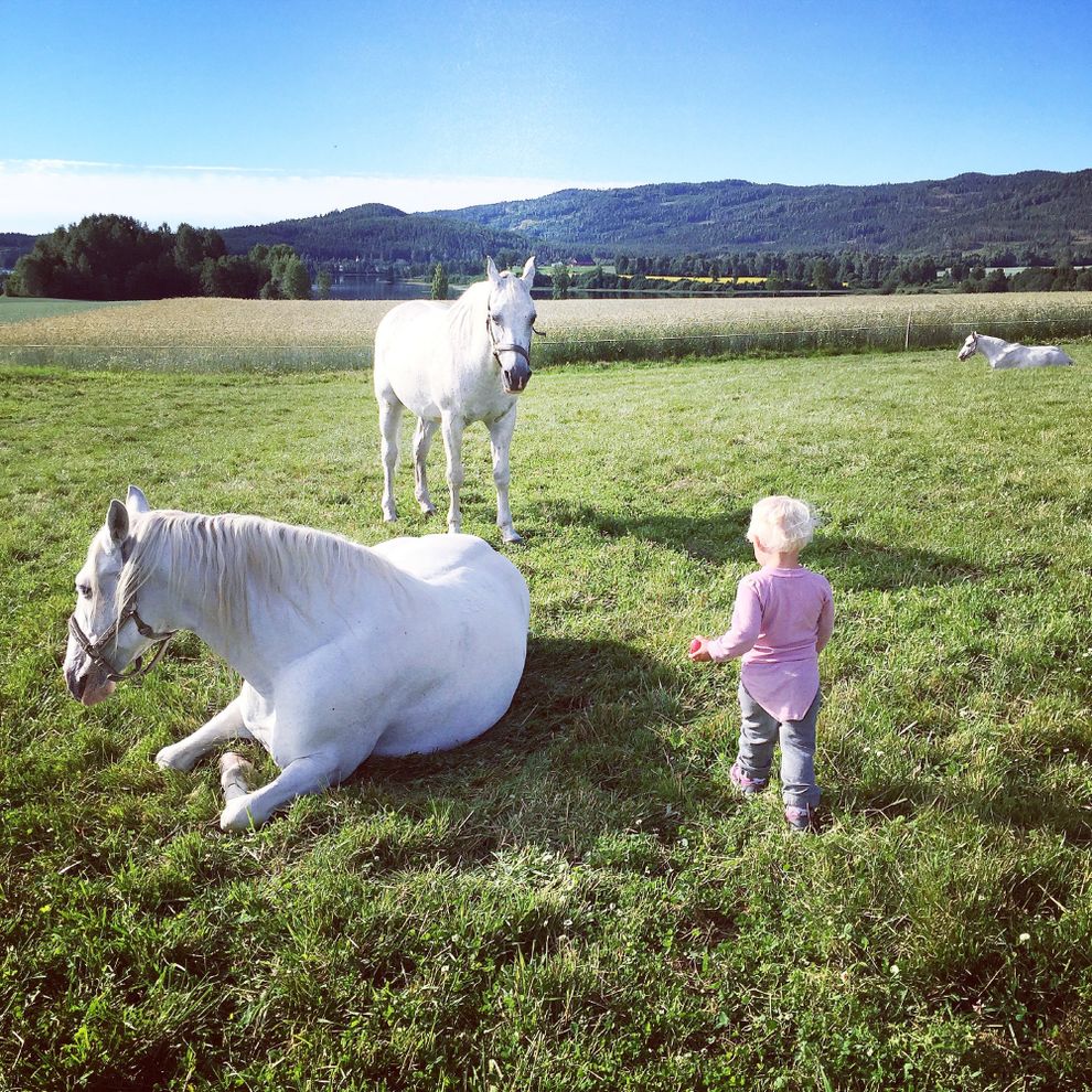 litle girl white horses sleeping