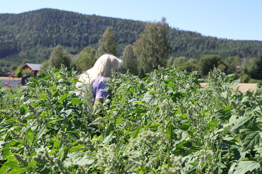 quinoa fields