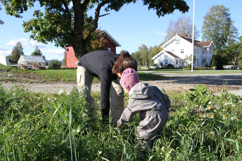 Harvesting carrots