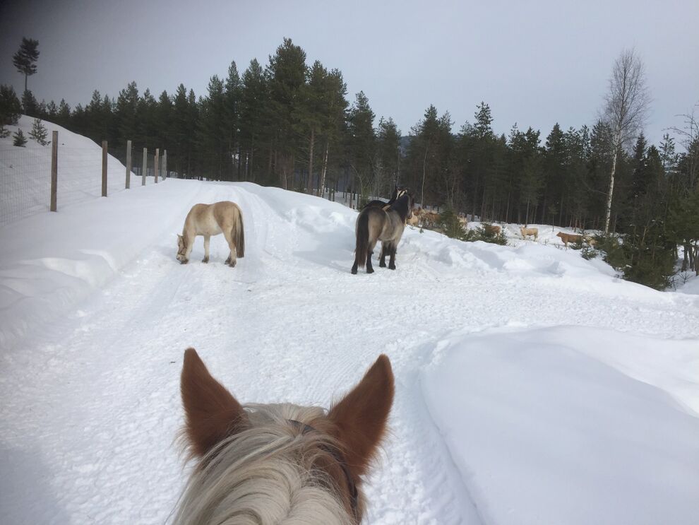 cowboy riding trip moose forest norway