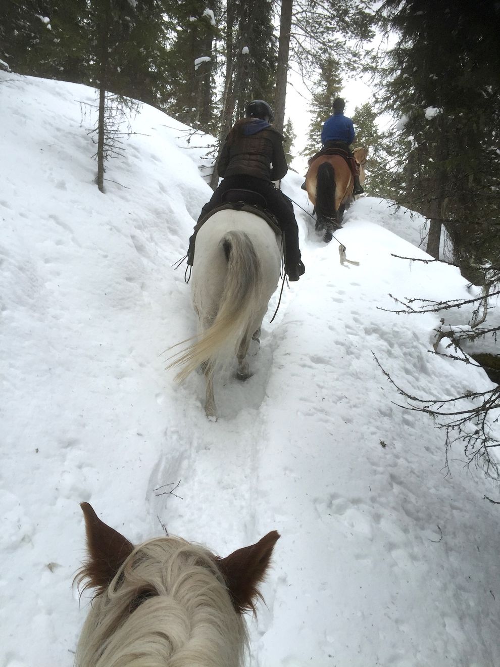 cowboy riding trip moose forest norway