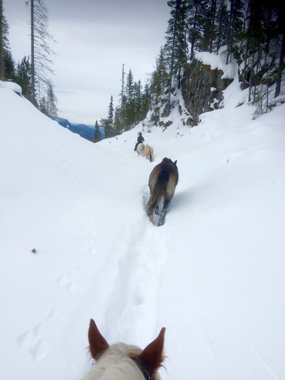 cowboy riding trip moose forest norway