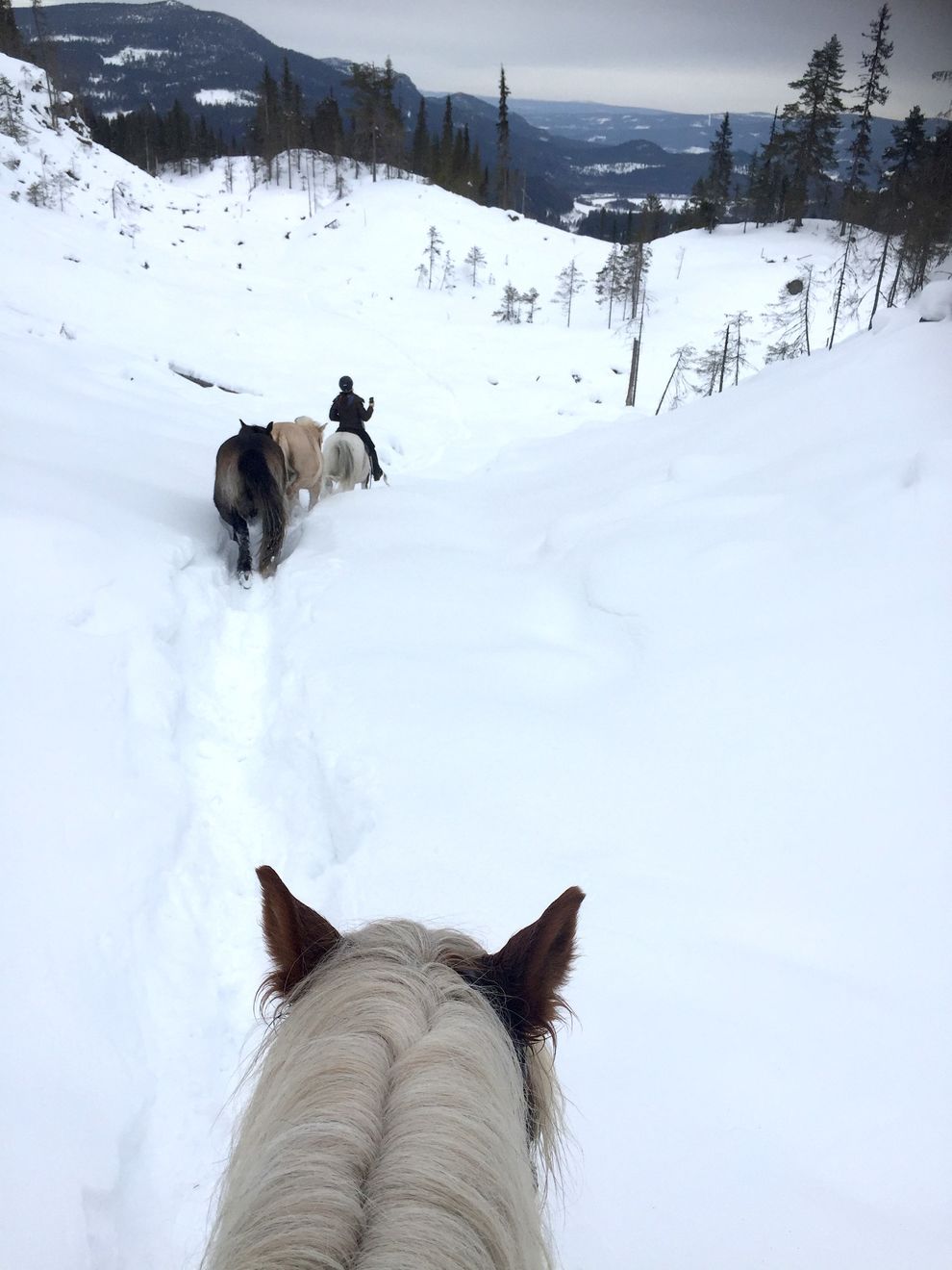 cowboy riding trip moose forest norway