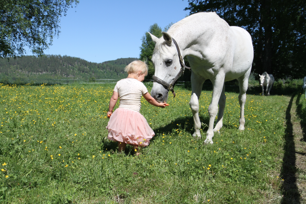 litle girl white horse
