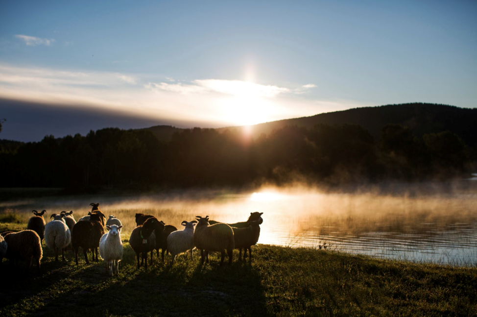 sheep sunrise