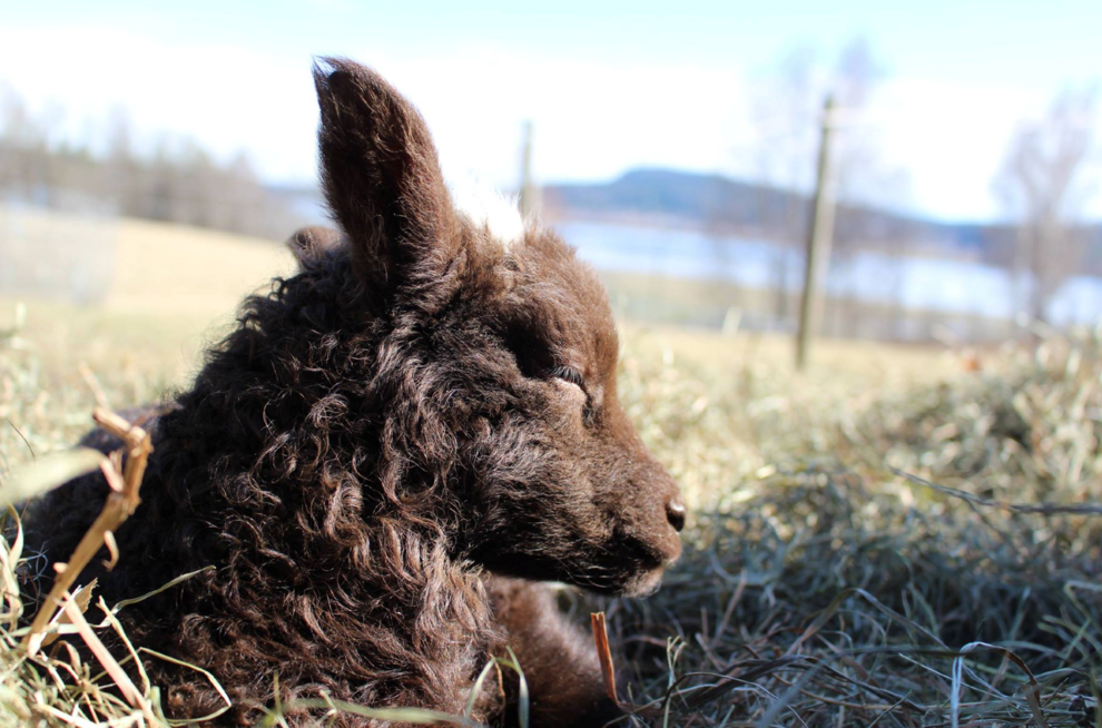 lamb
