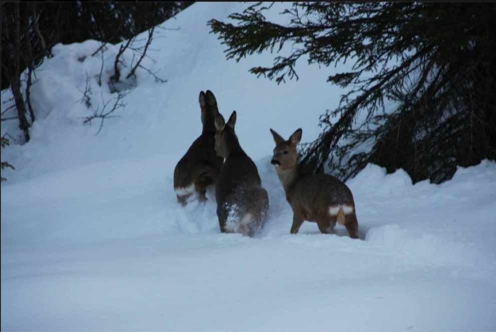 deer winter