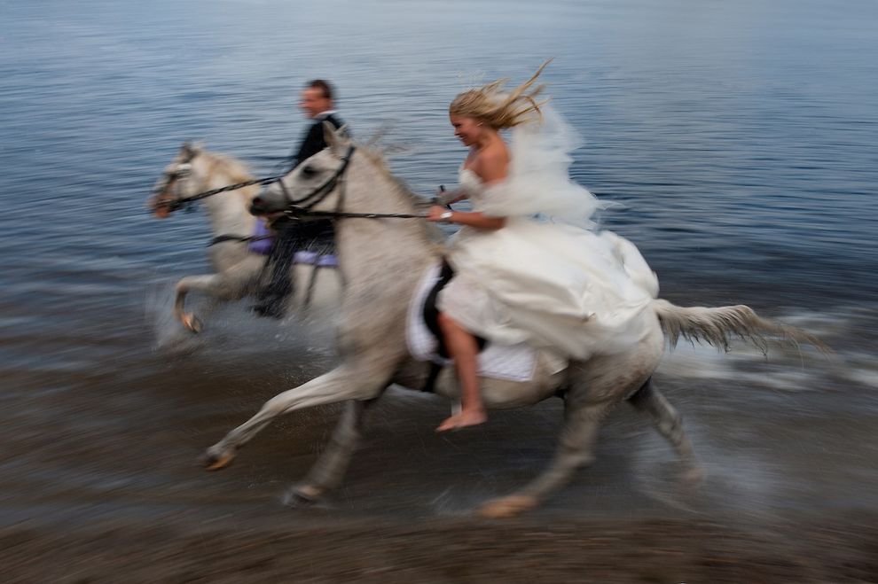 wedding horse fairytale