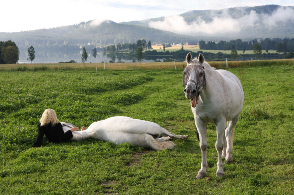 white horses 