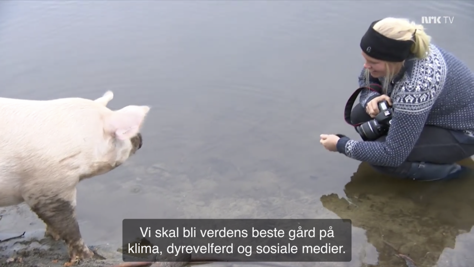 Pig Beach Nedre Skinnes Gård gris