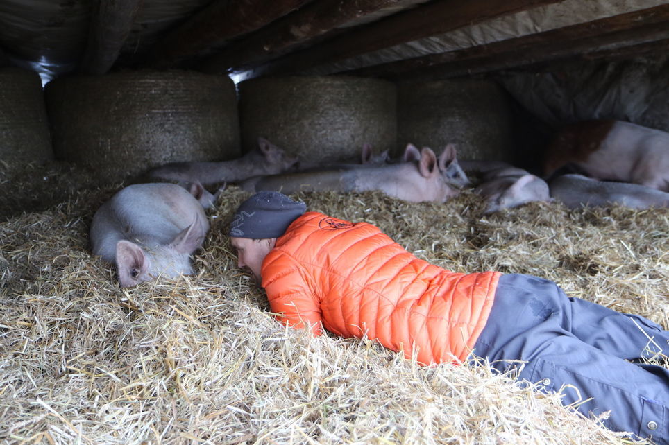 hjemmeslakt økologisk frilandsgris gris utegris happypig