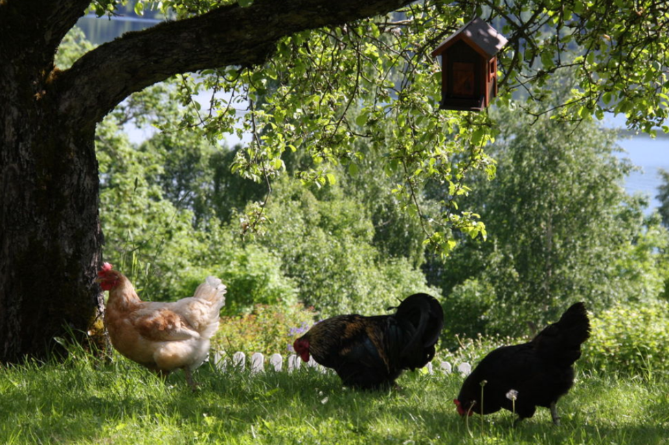 free range chickens