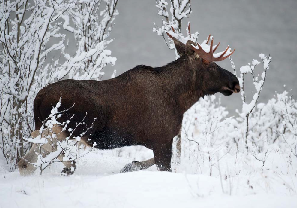 moose norway