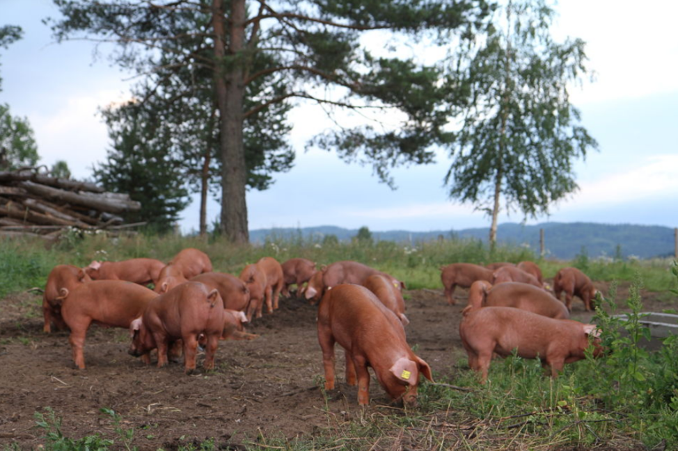 free range HappyPigs