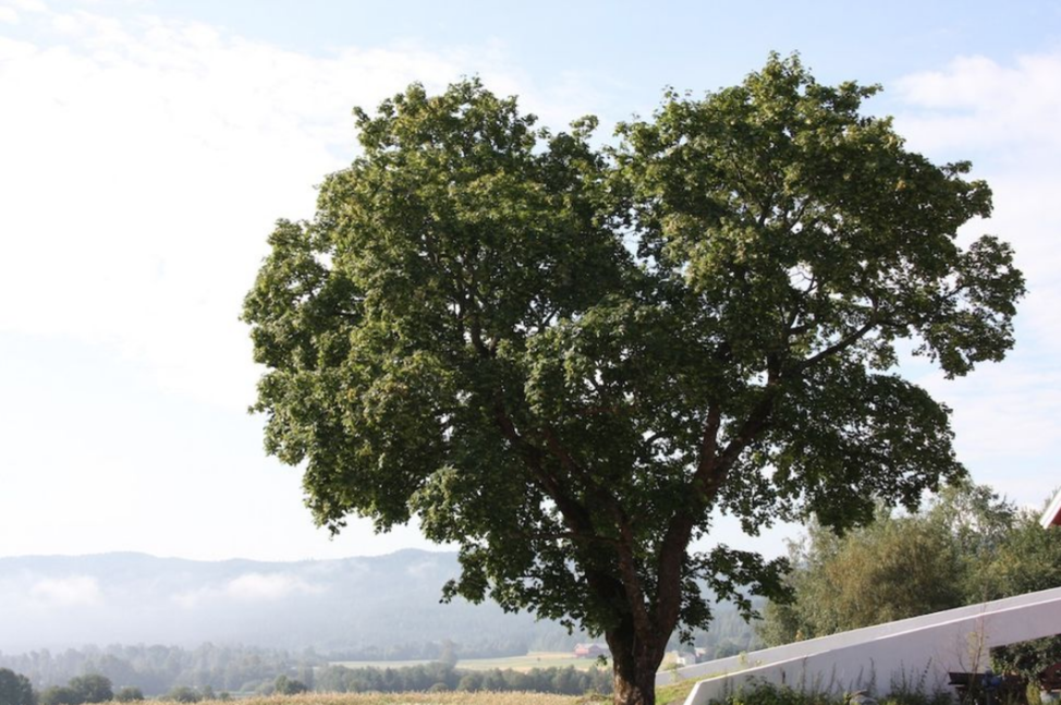 heartshaped tree