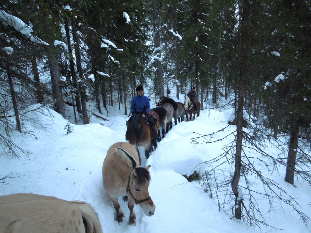 cowboy riding trip moose forest norway