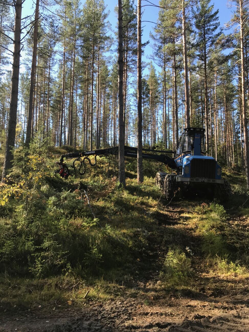 tynning i skogen 