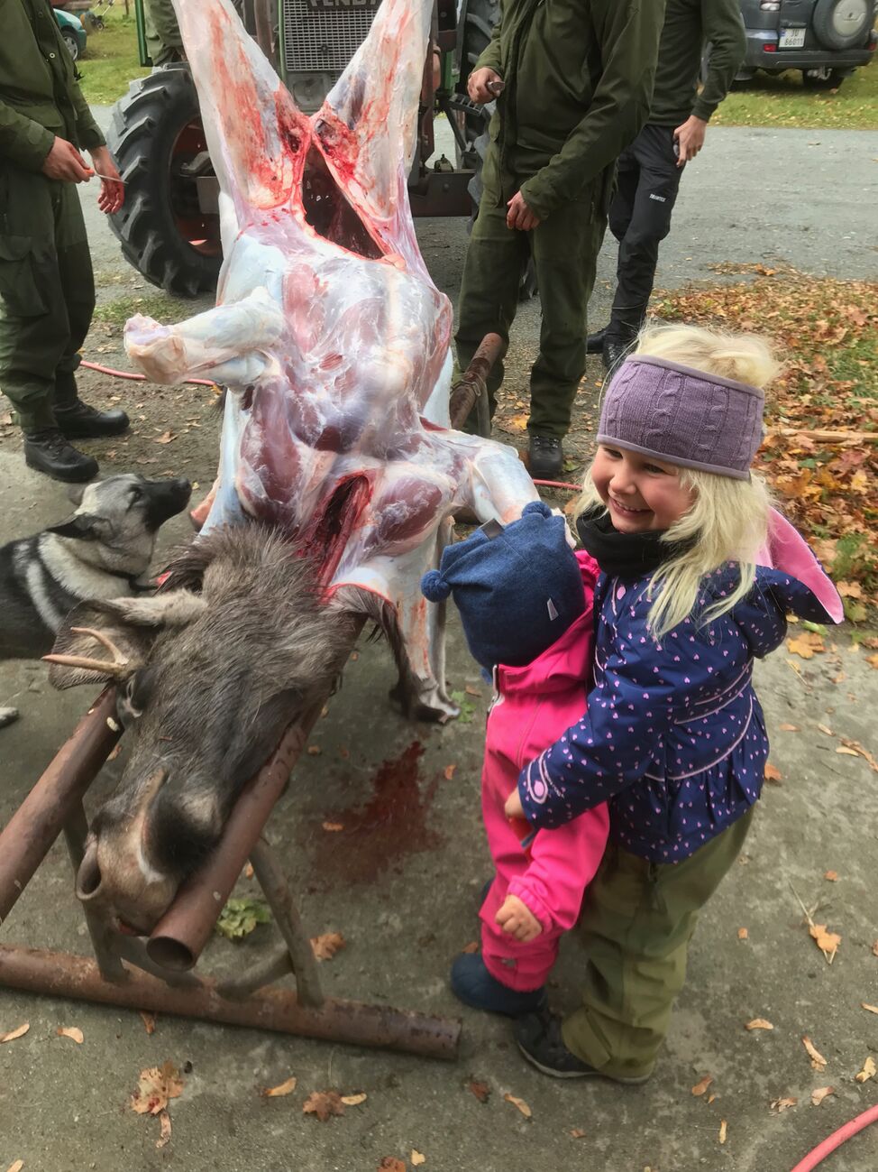 slakting av elg