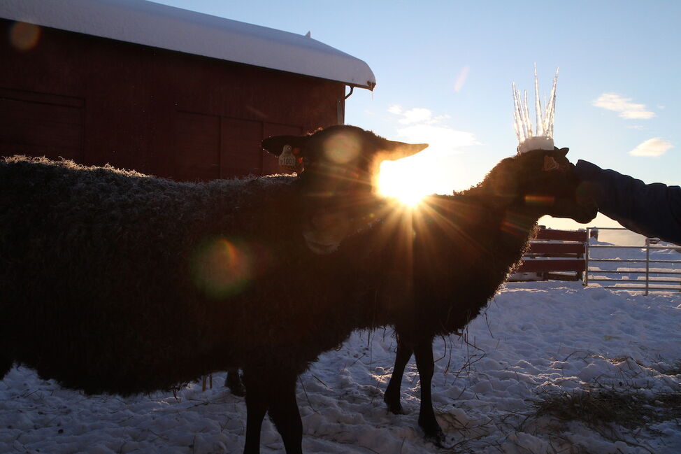 ice crown sheep 