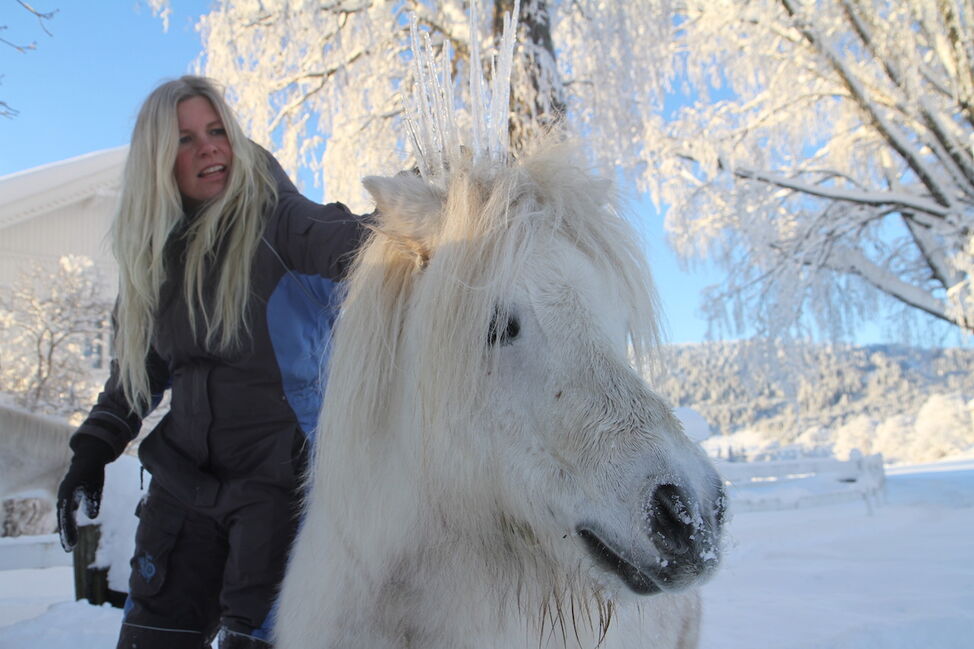 ice crown pony snow