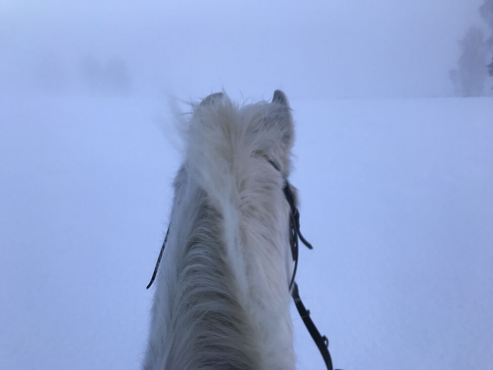 nytt år ukjent sti 