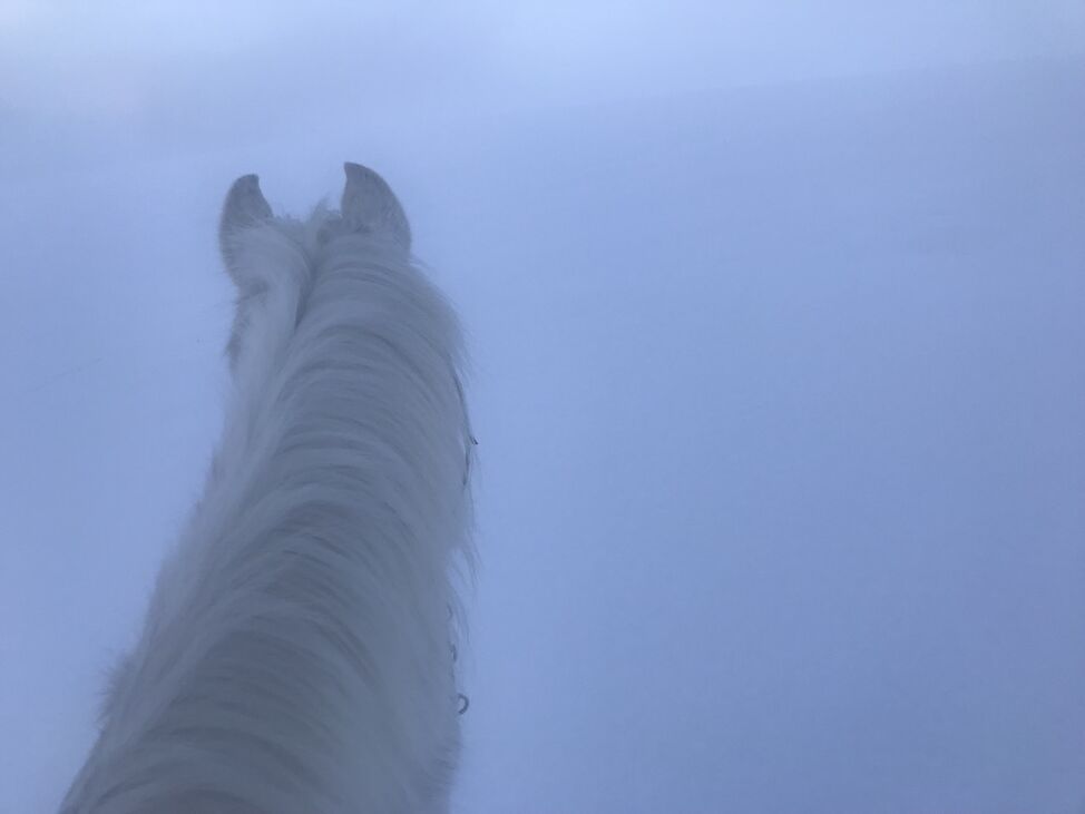 nytt år ukjent sti 