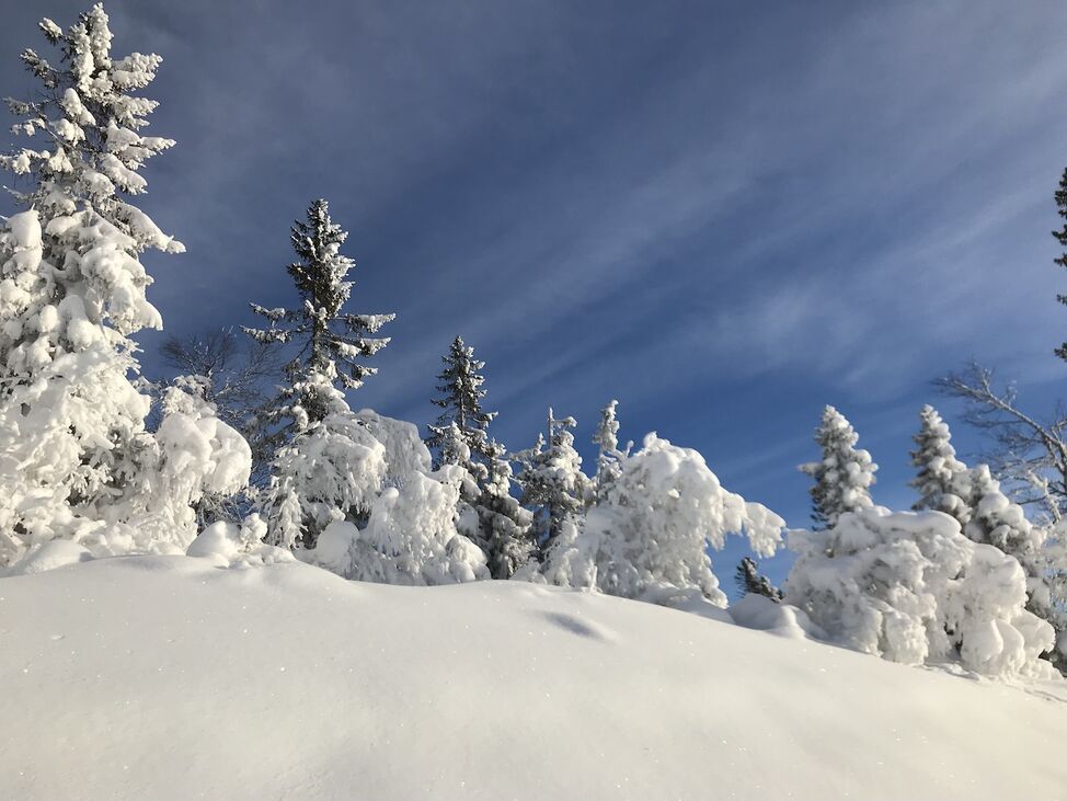real trolls tree snow 