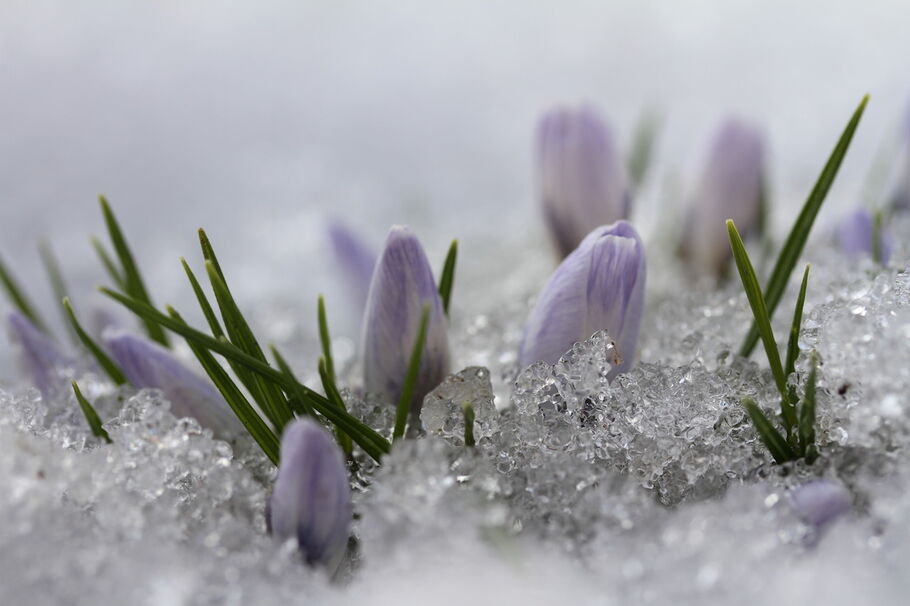 krokus